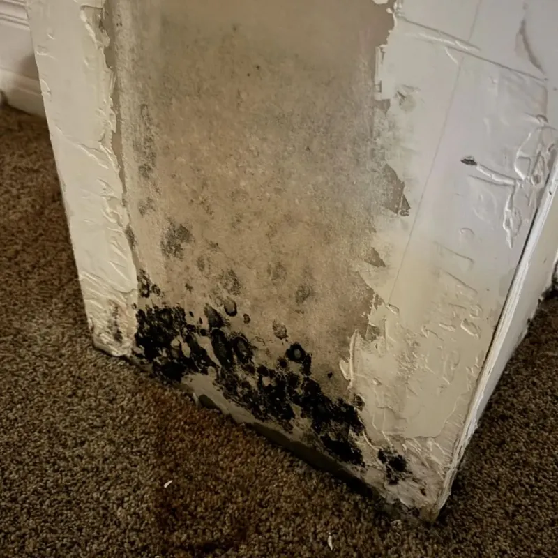 Professional Mold Removal in Trenton, OH